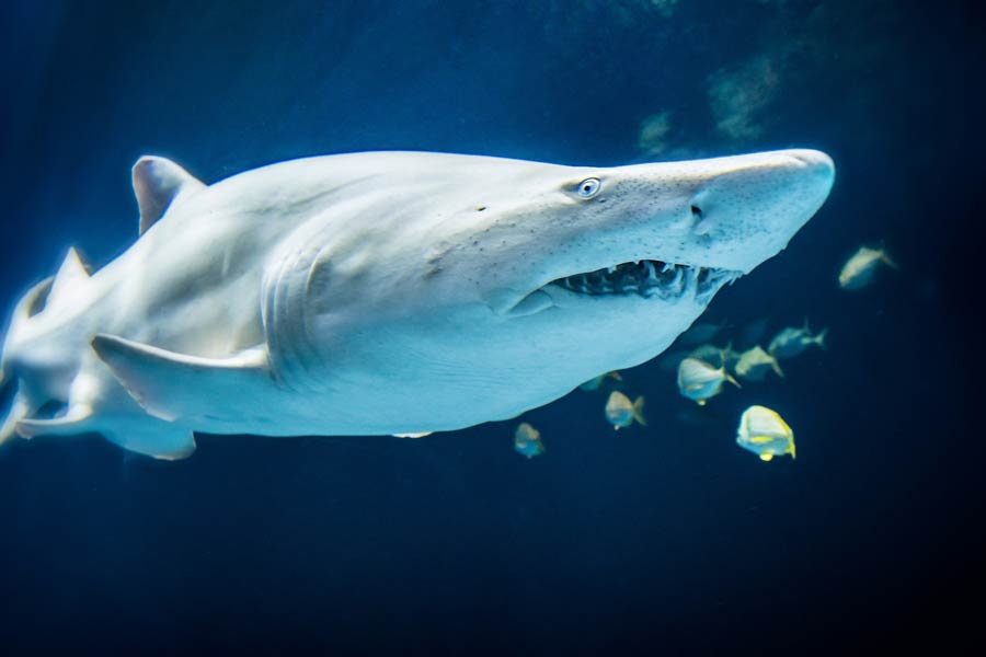Aquarium Adventure - Out to Sea Shark