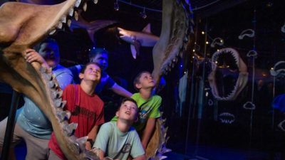 Shark Jaw Education Shark Jaw Education