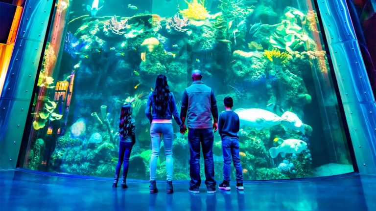 Wonders of Wildlife Once Again Named #1 Aquarium in North America ...