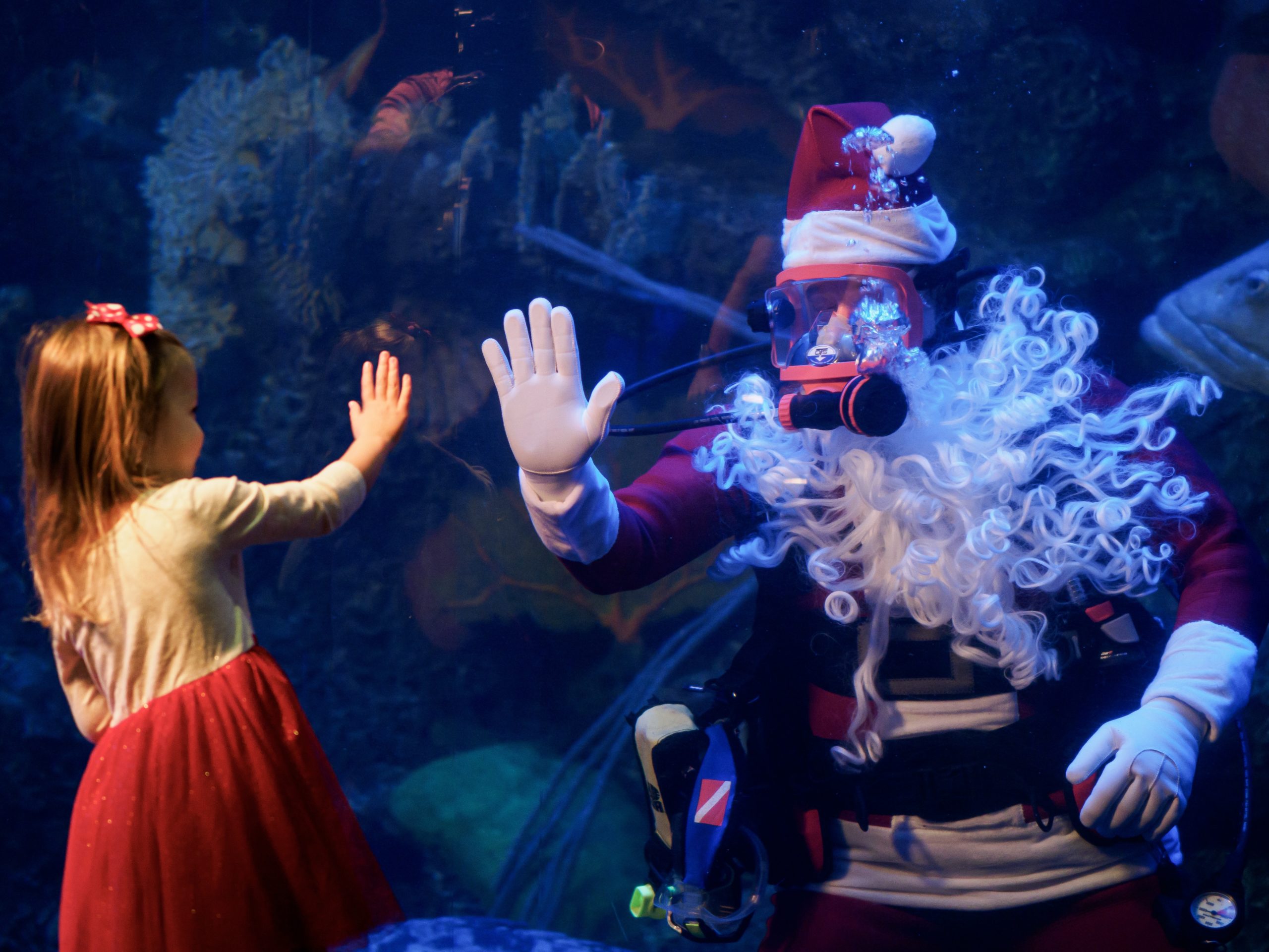 Scuba Santa at Wonders of Wildlife in Springfield, Missouri. Photo by Matt Suess